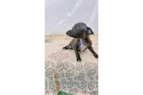 イタリアングレーハウンドの子犬（ID:1265311051）の3枚目の写真/更新日:2023-05-16