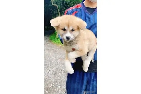 秋田犬の子犬（ID:1265311075）の2枚目の写真/更新日:2023-05-16