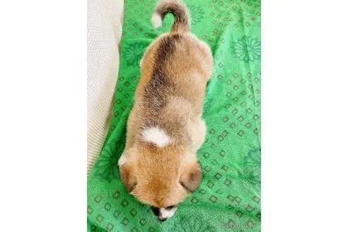 秋田犬の子犬（ID:1265311078）の3枚目の写真/更新日:2023-04-29
