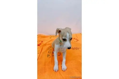 ウィペットの子犬（ID:1265311083）の2枚目の写真/更新日:2023-06-05