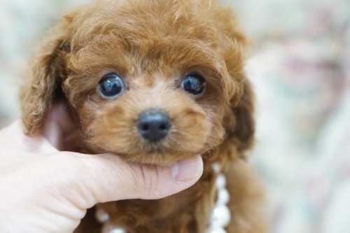トイプードルの子犬（ID:1266111019）の1枚目の写真/更新日:2022-08-27