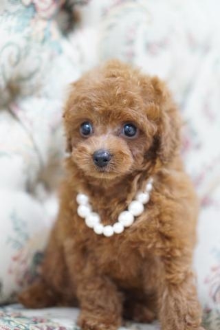 トイプードルの子犬（ID:1266111019）の3枚目の写真/更新日:2022-08-27