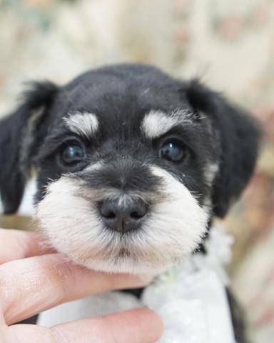 ミニチュアシュナウザーの子犬（ID:1266111032）の1枚目の写真/更新日:2022-05-18