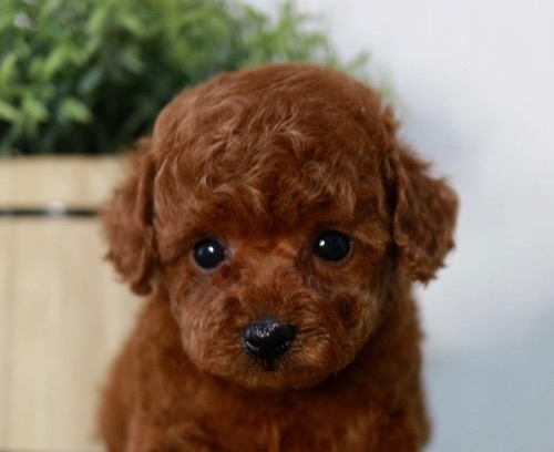 トイプードルの子犬（ID:1266611002）の1枚目の写真/更新日:2022-02-03