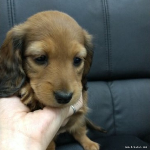 ミニチュアダックスフンド（ロング）の子犬（ID:1266811037）の1枚目の写真/更新日:2022-11-27