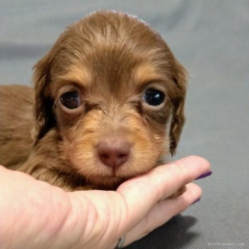 ミニチュアダックスフンド（ロング）の子犬（ID:1266811060）の1枚目の写真/更新日:2022-08-10