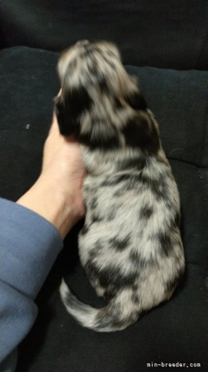 ミニチュアダックスフンド（ロング）の子犬（ID:1266811065）の2枚目の写真/更新日:2023-05-06