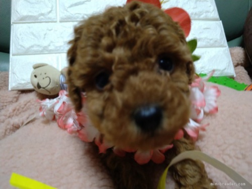 トイプードルの子犬（ID:1266911043）の1枚目の写真/更新日:2022-01-07