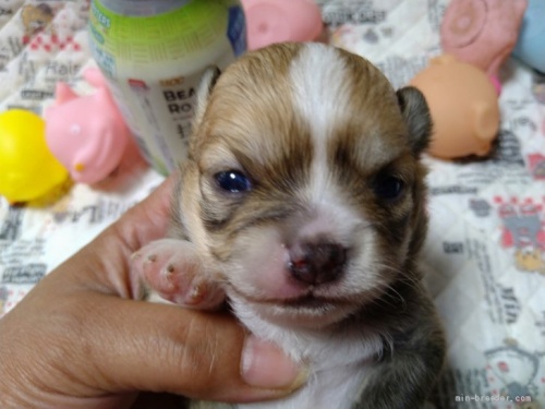 チワワ（ロング）の子犬（ID:1266911044）の1枚目の写真/更新日:2022-05-15