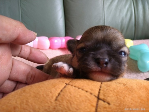 チワワ（ロング）の子犬（ID:1266911047）の1枚目の写真/更新日:2022-05-15
