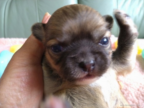 チワワ（ロング）の子犬（ID:1266911047）の2枚目の写真/更新日:2022-05-15