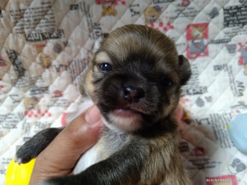 チワワ（ロング）の子犬（ID:1266911047）の3枚目の写真/更新日:2022-05-15