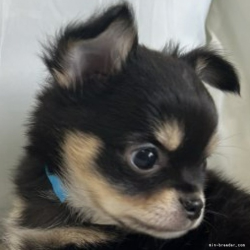 チワワ（ロング）の子犬（ID:1266911061）の2枚目の写真/更新日:2023-04-29