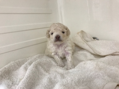 トイプードルの子犬（ID:1267411007）の5枚目の写真/更新日:2017-07-21