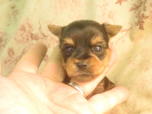 ヨークシャーテリアの子犬（ID:1267711002）の2枚目の写真/更新日:2023-05-27