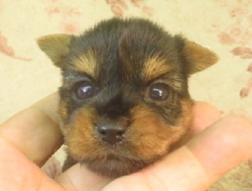 ヨークシャーテリアの子犬（ID:1267711009）の1枚目の写真/更新日:2023-05-27