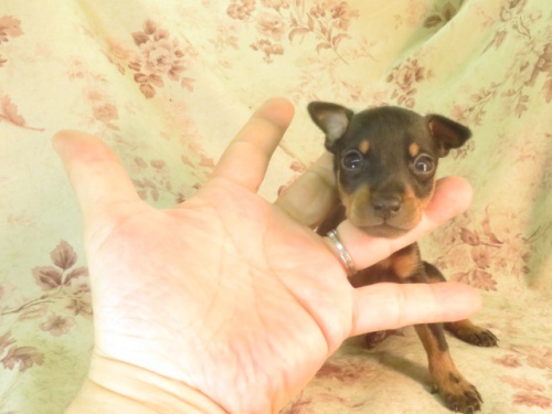 ミニチュアピンシャーの子犬（ID:1267711013）の4枚目の写真/更新日:2022-08-10