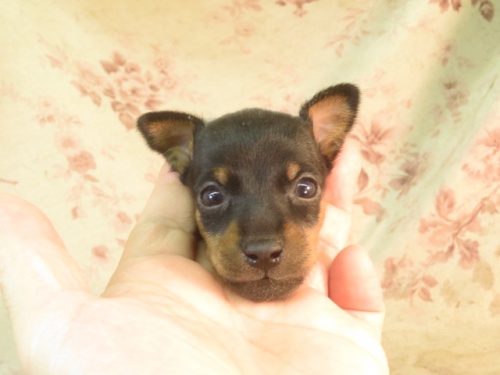 ミニチュアピンシャーの子犬（ID:1267711014）の2枚目の写真/更新日:2022-12-04