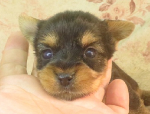 ヨークシャーテリアの子犬（ID:1267711018）の1枚目の写真/更新日:2023-05-27
