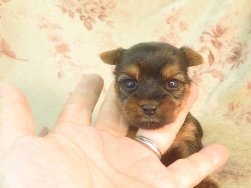 ヨークシャーテリアの子犬（ID:1267711019）の3枚目の写真/更新日:2022-10-25