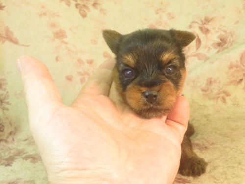 ヨークシャーテリアの子犬（ID:1267711032）の2枚目の写真/更新日:2023-05-27