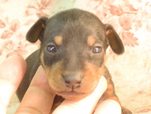 ミニチュアピンシャーの子犬（ID:1267711041）の1枚目の写真/更新日:2022-09-11