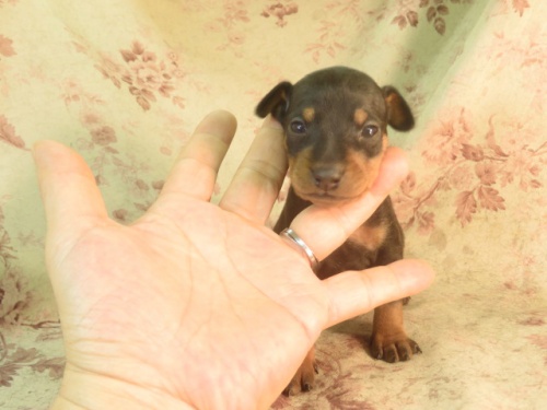ミニチュアピンシャーの子犬（ID:1267711041）の4枚目の写真/更新日:2023-02-09