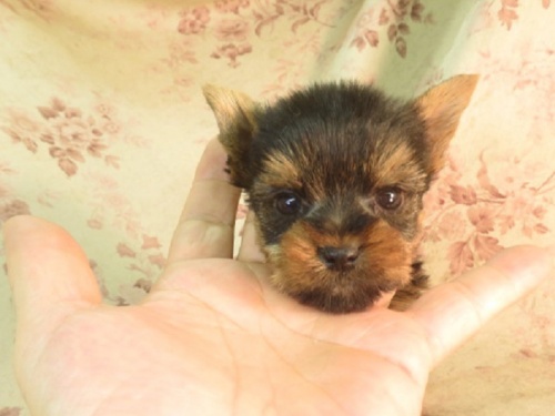 ヨークシャーテリアの子犬（ID:1267711046）の2枚目の写真/更新日:2022-12-30