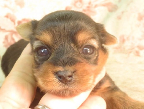 ヨークシャーテリアの子犬（ID:1267711052）の1枚目の写真/更新日:2023-02-09