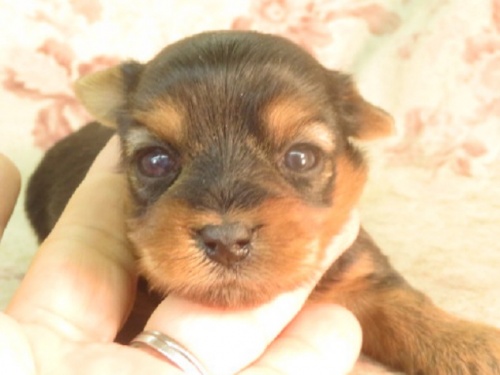 ヨークシャーテリアの子犬（ID:1267711052）の2枚目の写真/更新日:2023-02-09