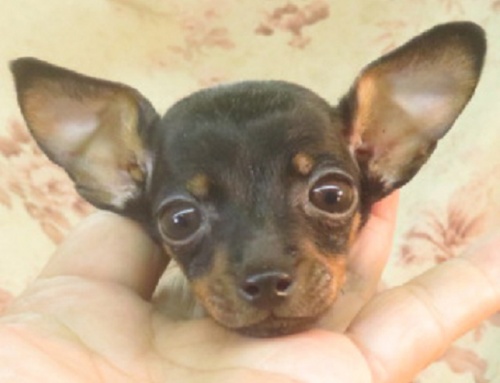 ミニチュアピンシャーの子犬（ID:1267711054）の1枚目の写真/更新日:2022-12-04