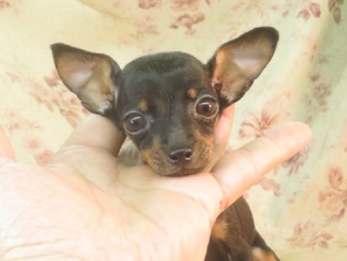ミニチュアピンシャーの子犬（ID:1267711054）の2枚目の写真/更新日:2022-12-04