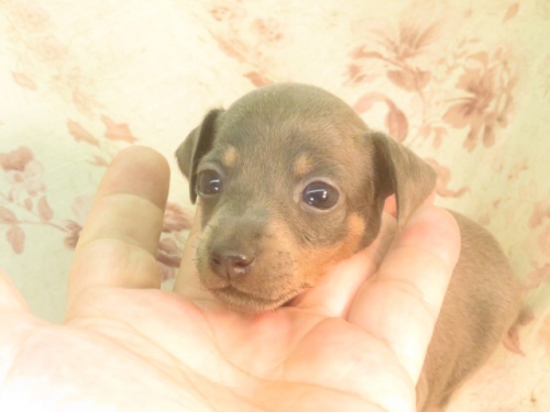 ミニチュアピンシャーの子犬（ID:1267711055）の4枚目の写真/更新日:2022-09-25