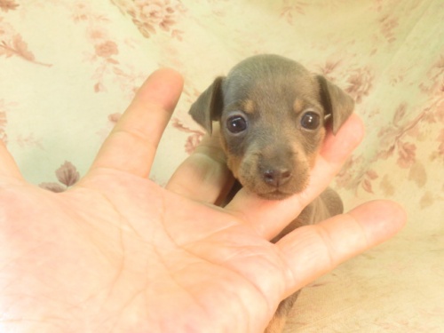 ミニチュアピンシャーの子犬（ID:1267711055）の5枚目の写真/更新日:2022-09-25