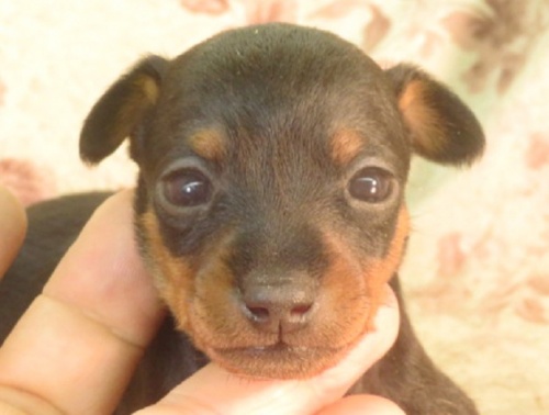 ミニチュアピンシャーの子犬（ID:1267711057）の1枚目の写真/更新日:2022-12-04