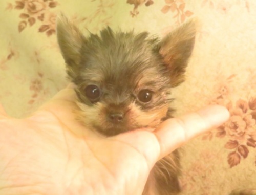 ヨークシャーテリアの子犬（ID:1267711063）の2枚目の写真/更新日:2023-10-26
