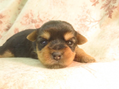 ヨークシャーテリアの子犬（ID:1267711064）の2枚目の写真/更新日:2022-09-05