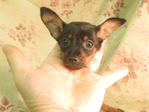 ミニチュアピンシャーの子犬（ID:1267711070）の2枚目の写真/更新日:2023-03-28