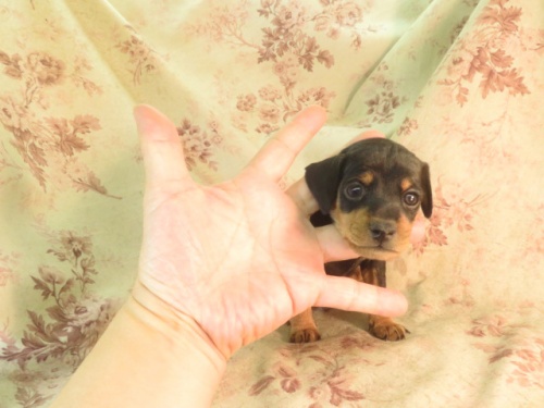 ミニチュアピンシャーの子犬（ID:1267711072）の4枚目の写真/更新日:2022-10-31
