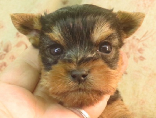 ヨークシャーテリアの子犬（ID:1267711075）の1枚目の写真/更新日:2023-05-27