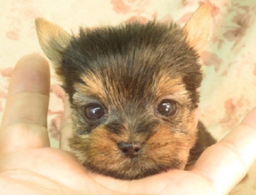 ヨークシャーテリアの子犬（ID:1267711078）の1枚目の写真/更新日:2022-12-30