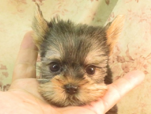 ヨークシャーテリアの子犬（ID:1267711081）の1枚目の写真/更新日:2022-10-01