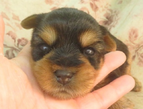 ヨークシャーテリアの子犬（ID:1267711084）の1枚目の写真/更新日:2022-09-11