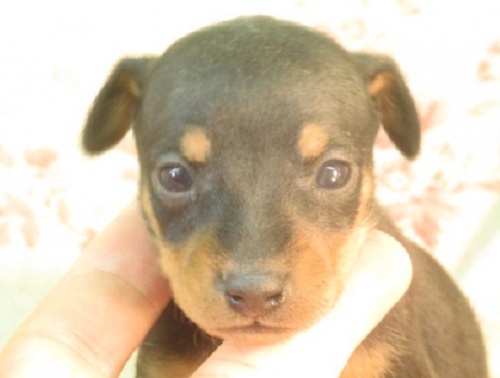 ミニチュアピンシャーの子犬（ID:1267711087）の1枚目の写真/更新日:2023-02-09