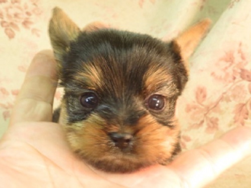ヨークシャーテリアの子犬（ID:1267711097）の1枚目の写真/更新日:2022-12-30
