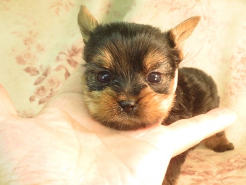 ヨークシャーテリアの子犬（ID:1267711097）の2枚目の写真/更新日:2022-12-30