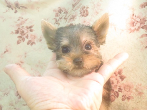 ヨークシャーテリアの子犬（ID:1267711105）の2枚目の写真/更新日:2023-10-26