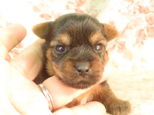 ヨークシャーテリアの子犬（ID:1267711108）の3枚目の写真/更新日:2022-06-21