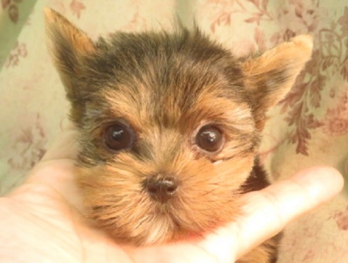 ヨークシャーテリアの子犬（ID:1267711110）の1枚目の写真/更新日:2022-09-11