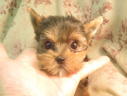 ヨークシャーテリアの子犬（ID:1267711110）の2枚目の写真/更新日:2023-03-28